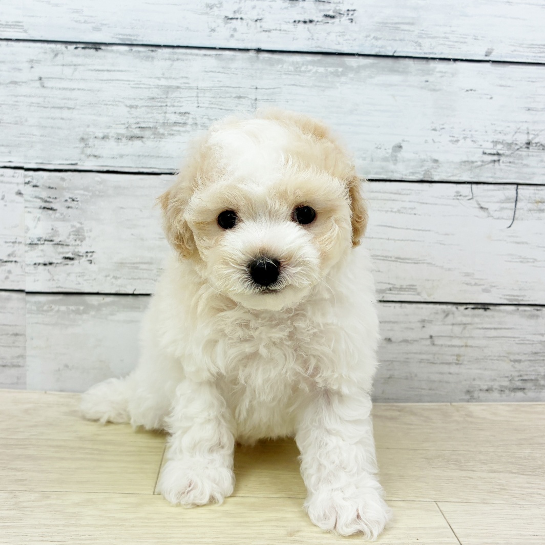 滋賀県のビションプー(ビションフリーゼ×プードル) (犬の家＆猫の里長浜店/2026年6月8日生まれ/男の子/クリームホワイト)の子犬