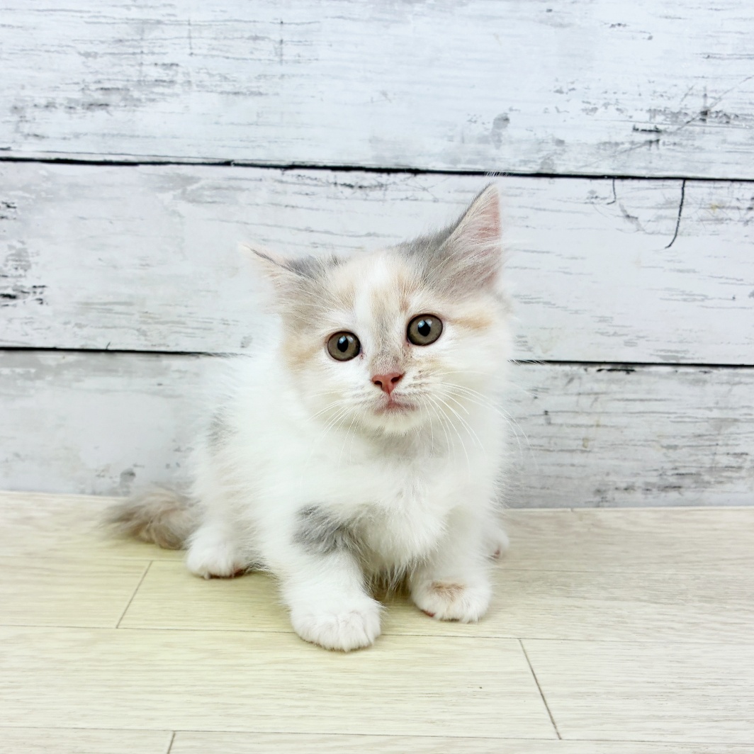 大阪府のミヌエット (犬の家＆猫の里吹田店/2026年6月4日生まれ/女の子/ダイリュートキャリコ)の子猫