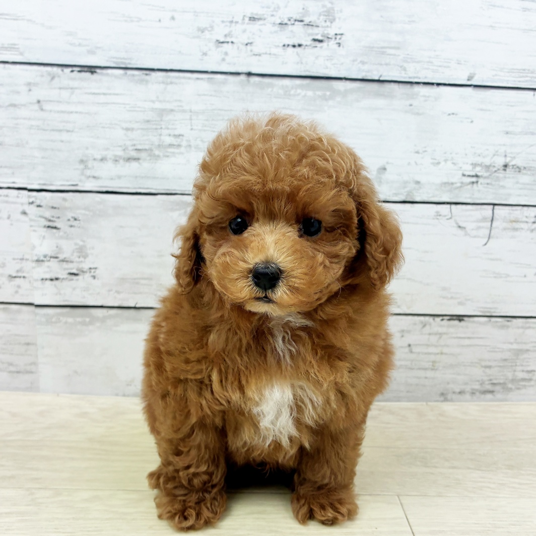 滋賀県のトイプードル(トイ) (犬の家＆猫の里長浜店/2026年6月1日生まれ/男の子/レッドフォーン)の子犬