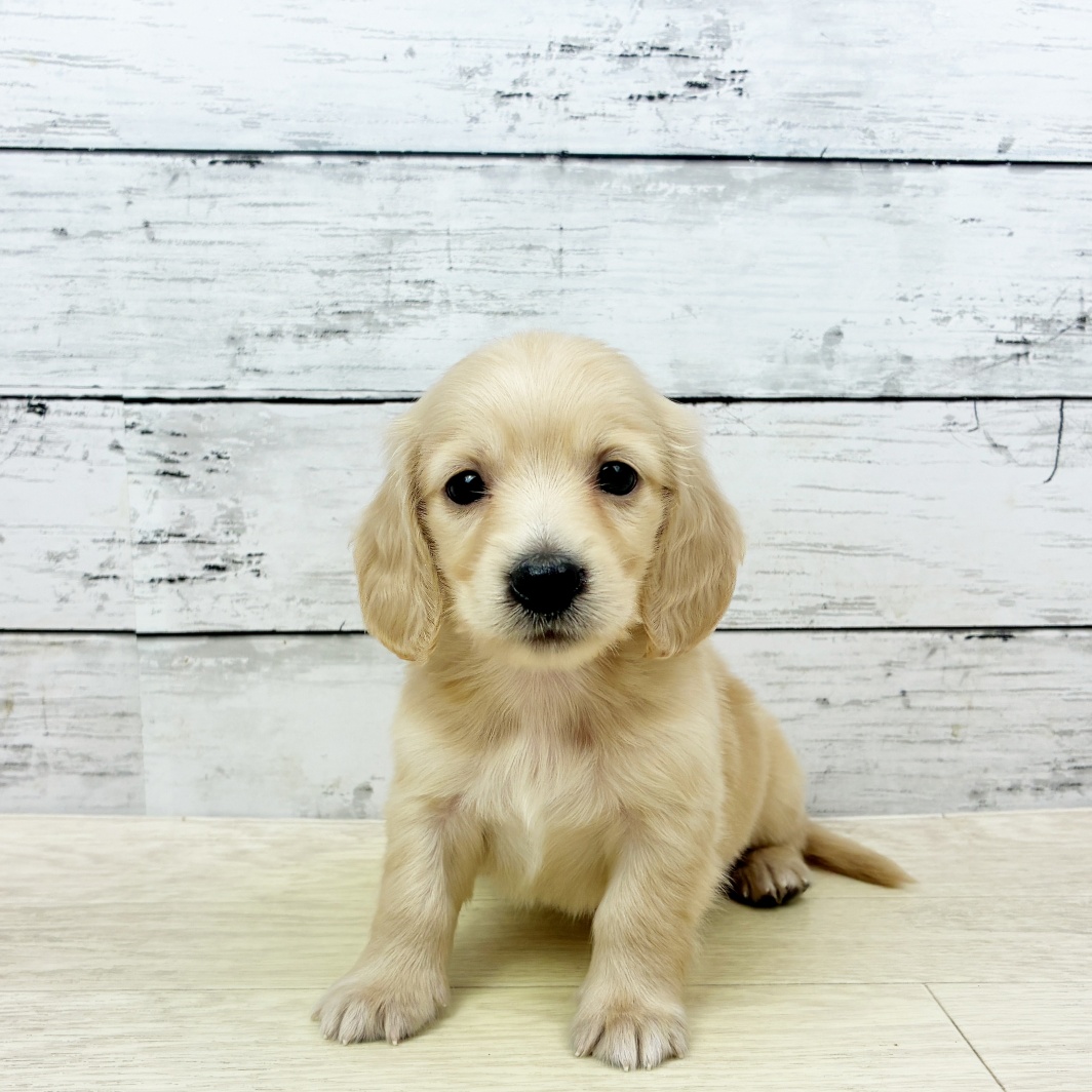 兵庫県のミニチュアダックスフンド(ロング) (犬の家＆猫の里カナート西神戸店/2026年6月10日生まれ/男の子/イエロー)の子犬の2枚目の画像