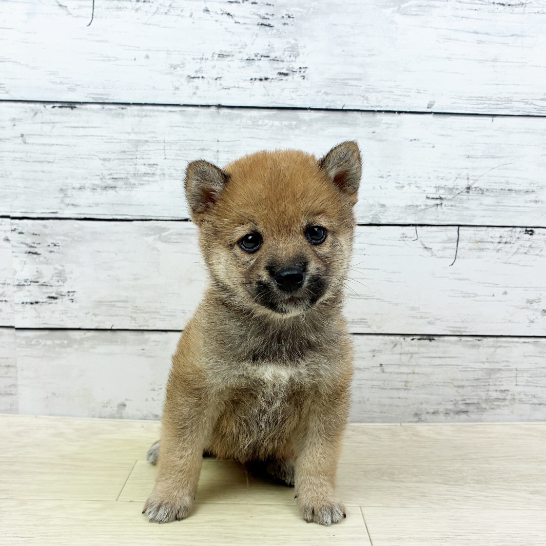 滋賀県の豆柴 (犬の家＆猫の里近江八幡店/2026年6月11日生まれ/男の子/赤)の子犬