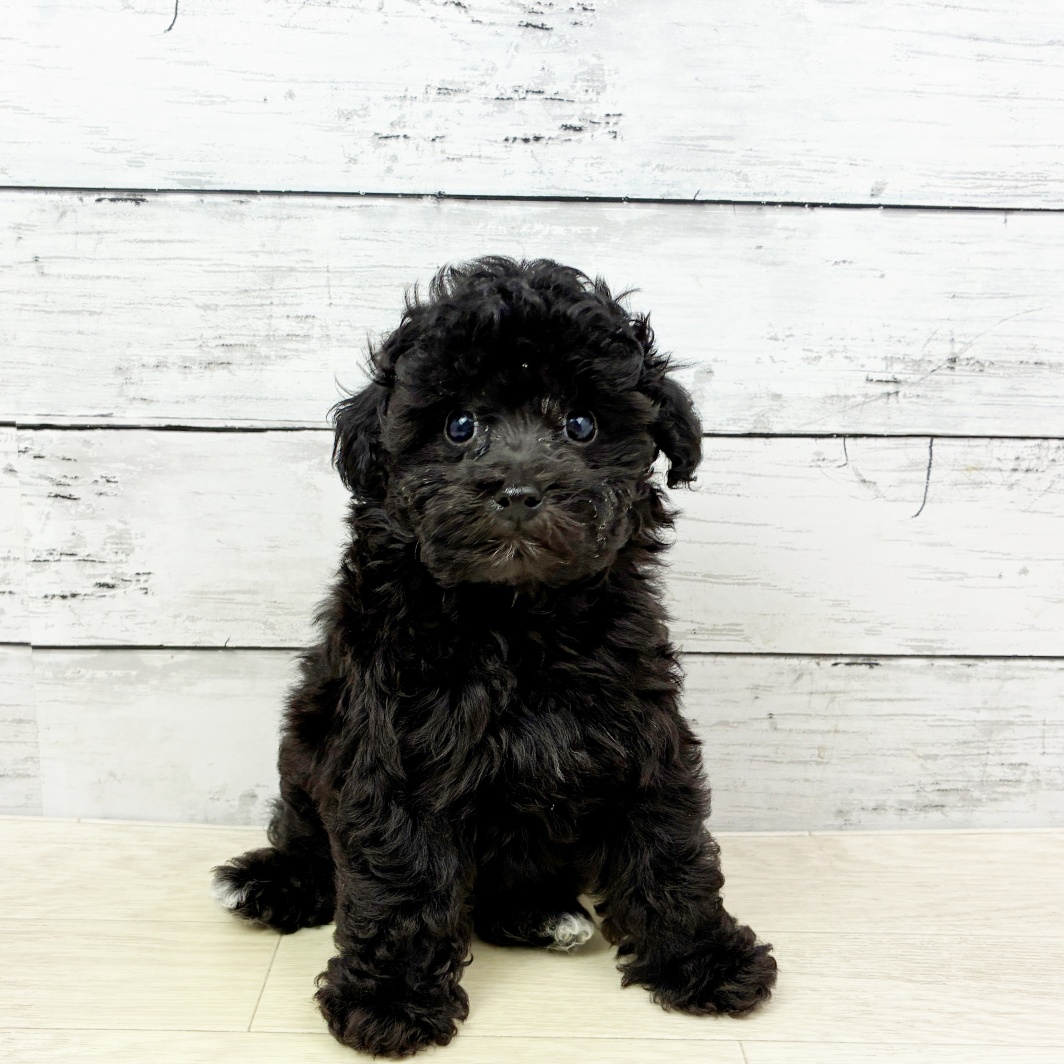 大阪府のトイプードル(トイ) (犬の家＆猫の里そよら東岸和田店/2026年6月10日生まれ/男の子/グレー)の子犬の2枚目の画像