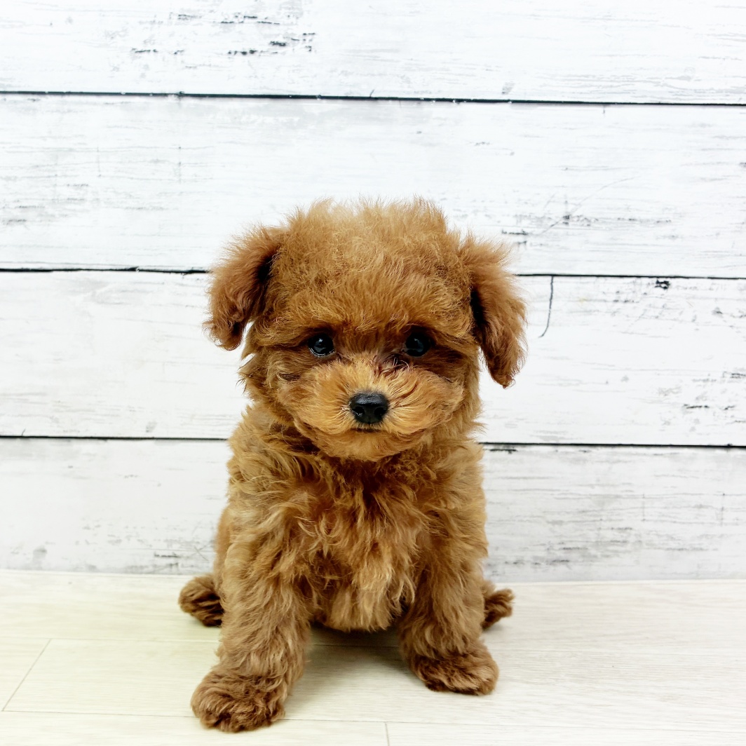 兵庫県のトイプードル(タイニー) (犬の家＆猫の里ゆめタウン姫路店/2026年6月7日生まれ/男の子/レッドフォーン)の子犬