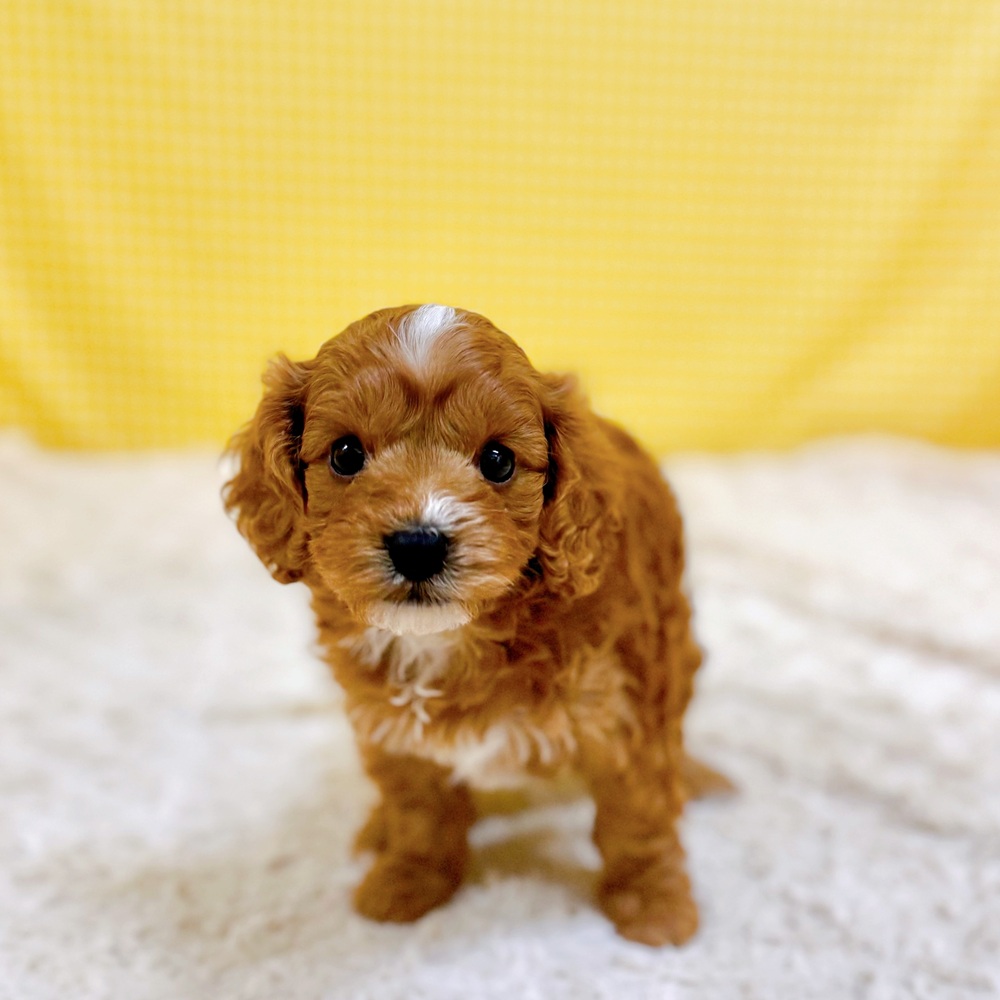 ハーフ犬女の子の写真