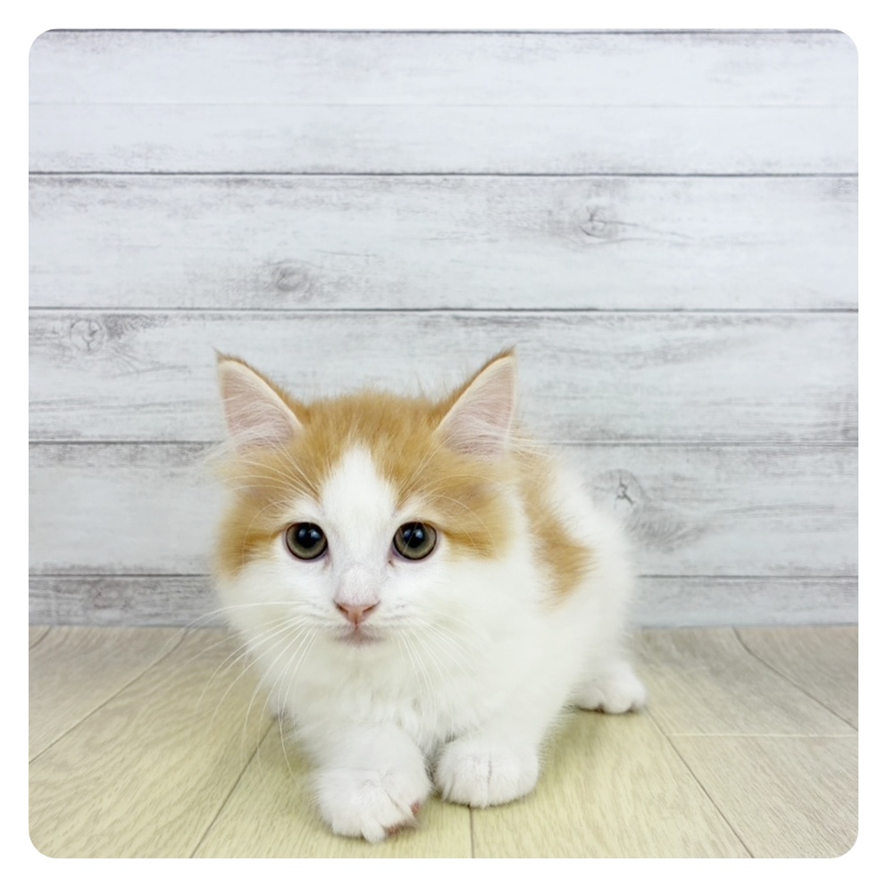 愛知県のスコティッシュフォールド (犬の家＆猫の里MiO香久山店/2026年6月11日生まれ/男の子/レッドタビーホワイト)の子猫の4枚目の画像