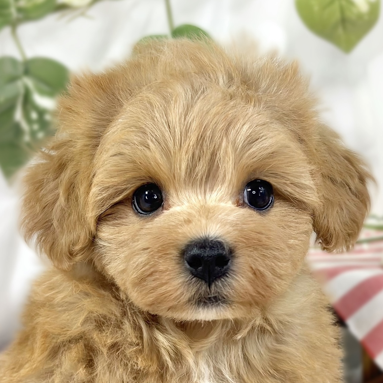 ハーフ犬男の子の写真