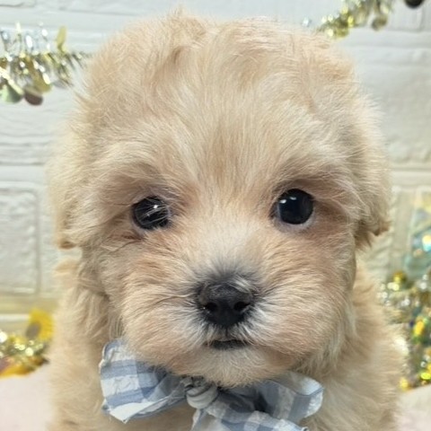 岡山県のマルプー(マルチーズ×プードル) (犬の家＆猫の里倉敷中庄店/2026年6月13日生まれ/男の子/クリーム)の子犬