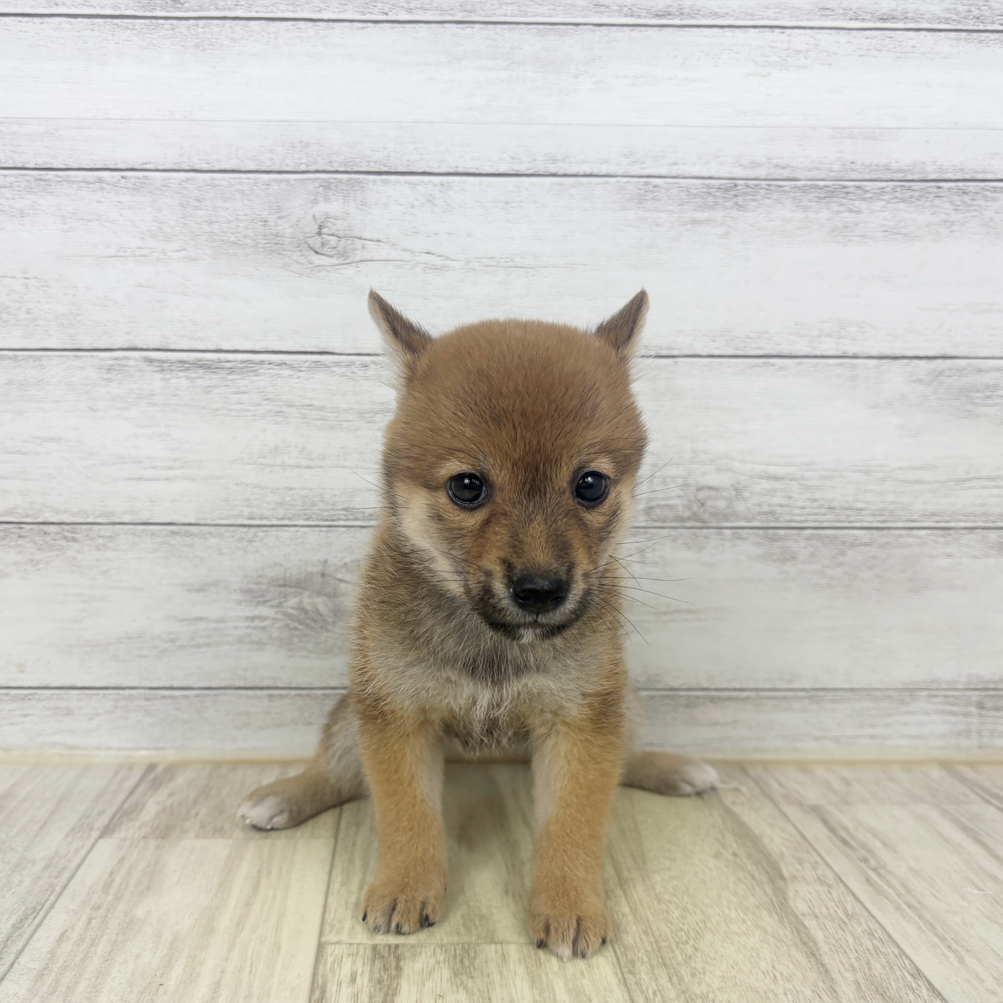 兵庫県の豆柴 (犬の家＆猫の里ニッケパークタウン加古川店/2026年6月14日生まれ/女の子/赤)の子犬