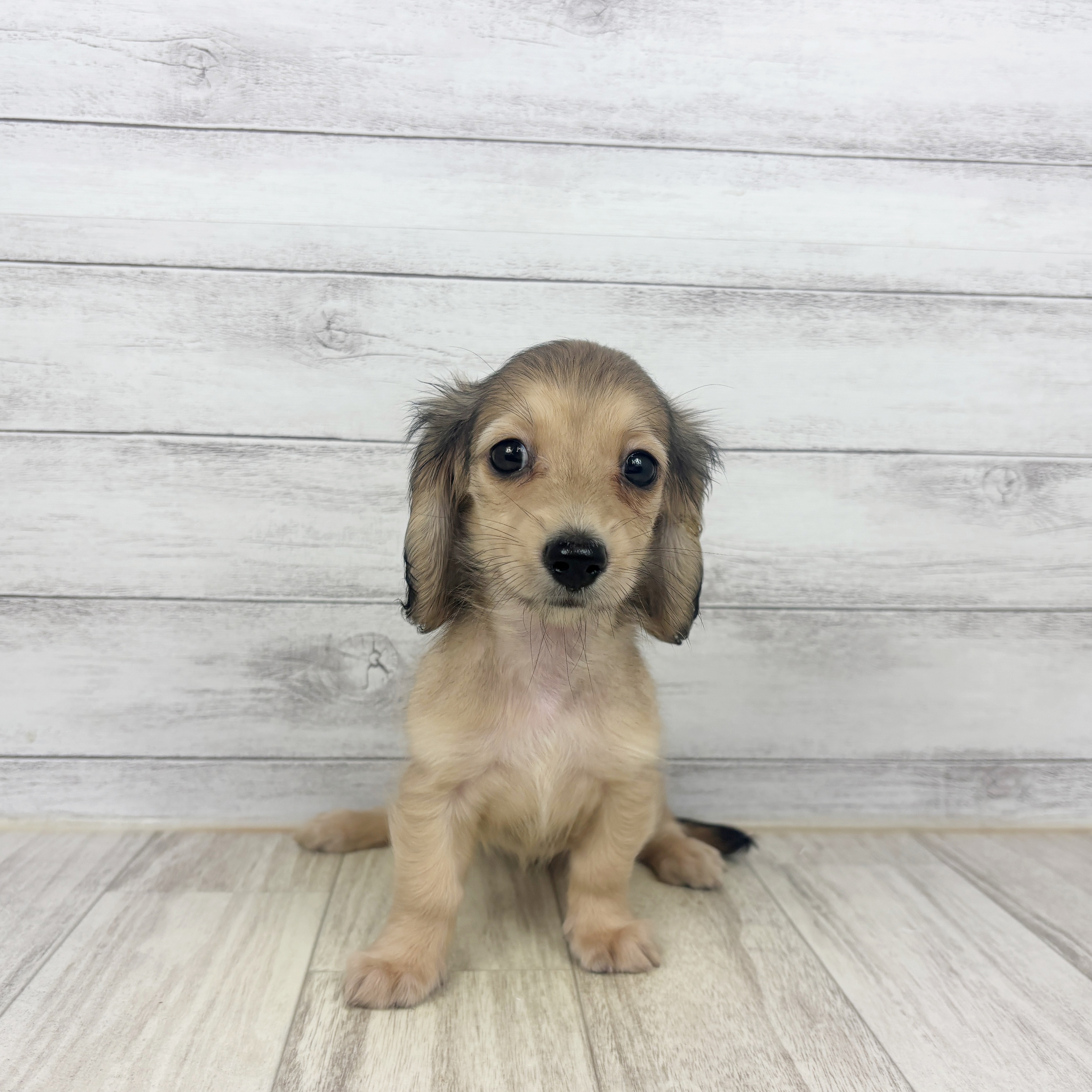 兵庫県のミニチュアダックスフンド(ロング) (犬の家＆猫の里川西店/2026年6月14日生まれ/女の子/シェーデットイエロー)の子犬