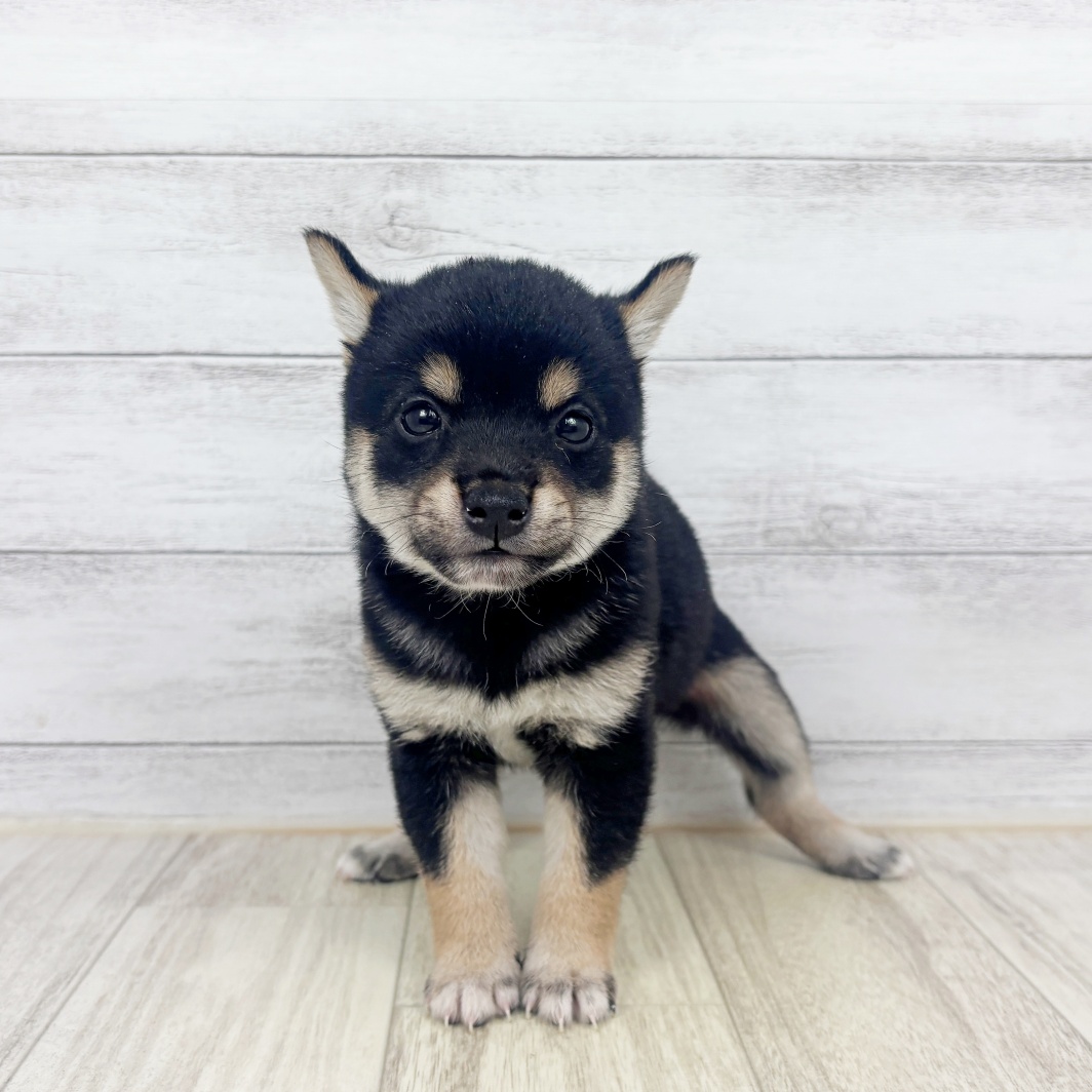 兵庫県の豆柴 (犬の家＆猫の里川西店/2026年6月13日生まれ/男の子/黒)の子犬