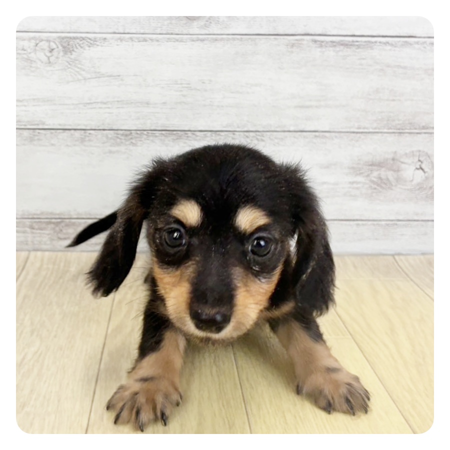 兵庫県のカニンヘンダックスフンド(ロング) (犬の家＆猫の里ニッケパークタウン加古川店/2026年6月14日生まれ/男の子/ブラックタン)の子犬の2枚目の画像