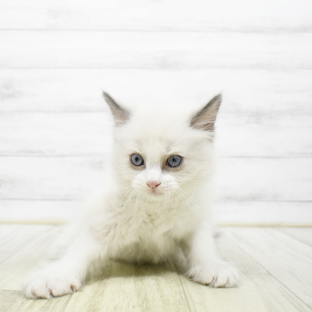 神奈川県のラグドール (犬の家＆猫の里小田原店/2026年6月14日生まれ/男の子/ブルーポイントバイカラー)の子猫