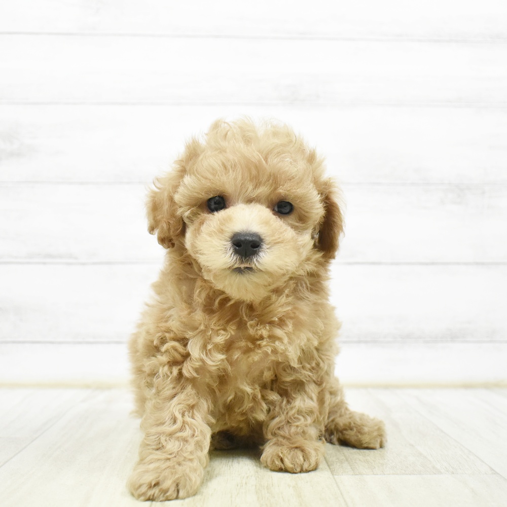 ハーフ犬女の子の写真