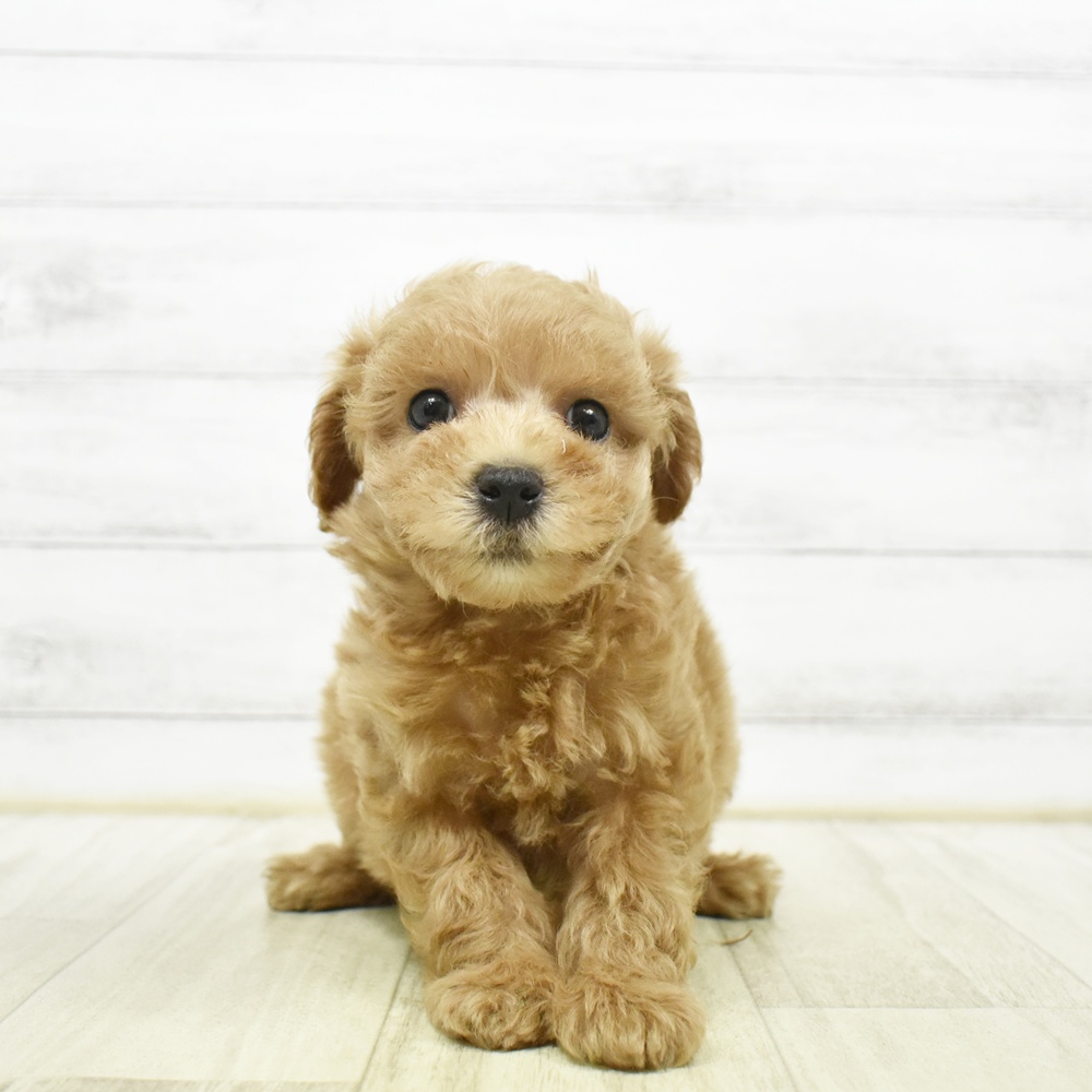 ハーフ犬女の子の写真