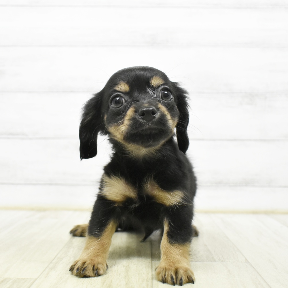 ハーフ犬男の子の写真
