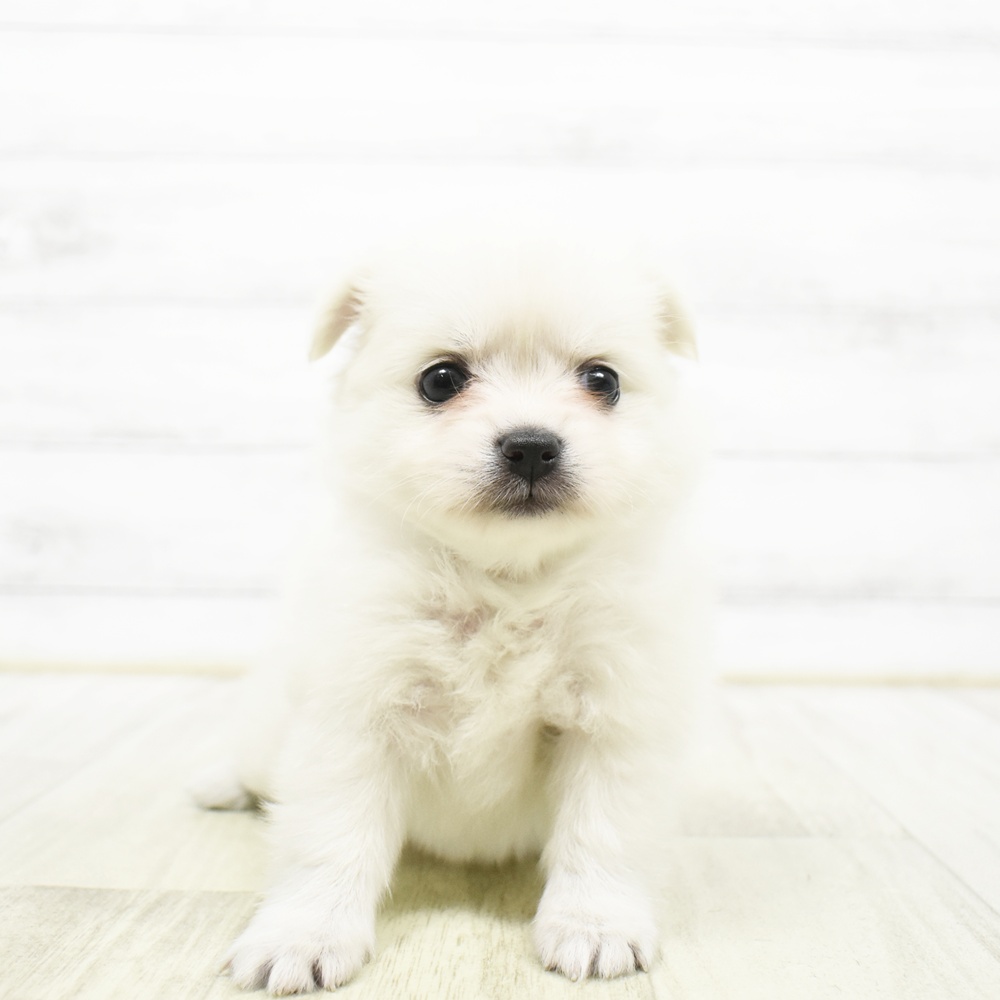 東京都のポメチワ/チワポメ/ポメチー(ポメラニアン×チワワ) (犬の家＆猫の里ペットフォレスト小平店/2026年6月13日生まれ/女の子/ホワイト)の子犬