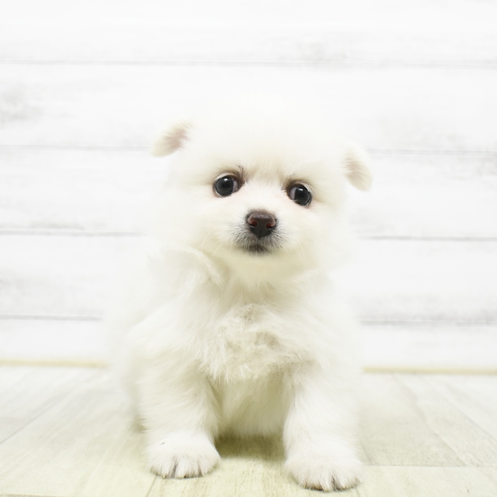 ハーフ犬男の子の写真