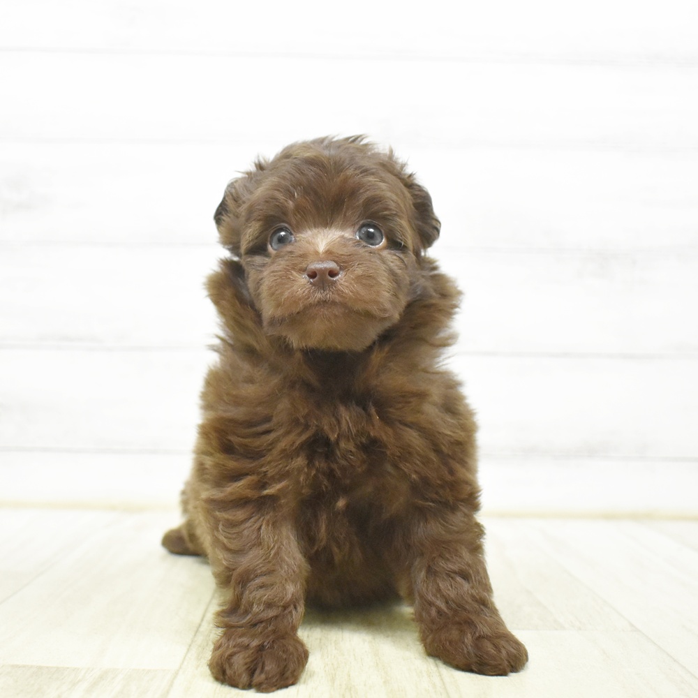 静岡県のポメプー(ポメラニアン×プードル) (犬の家＆猫の里藤枝店/2026年6月14日生まれ/女の子/チョコレート)の子犬の2枚目の画像