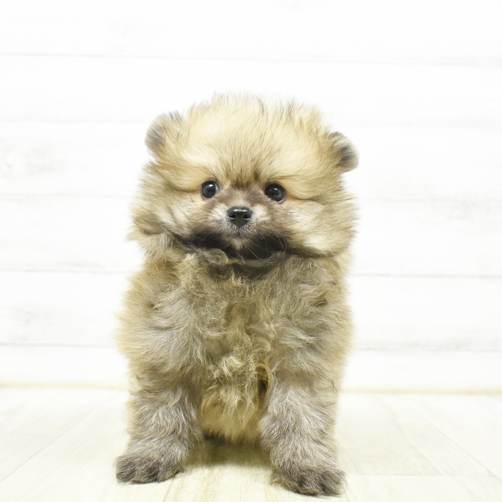 静岡県のポメラニアン (犬の家＆猫の里マークイズ静岡店/2026年6月14日生まれ/男の子/オレンジ)の子犬