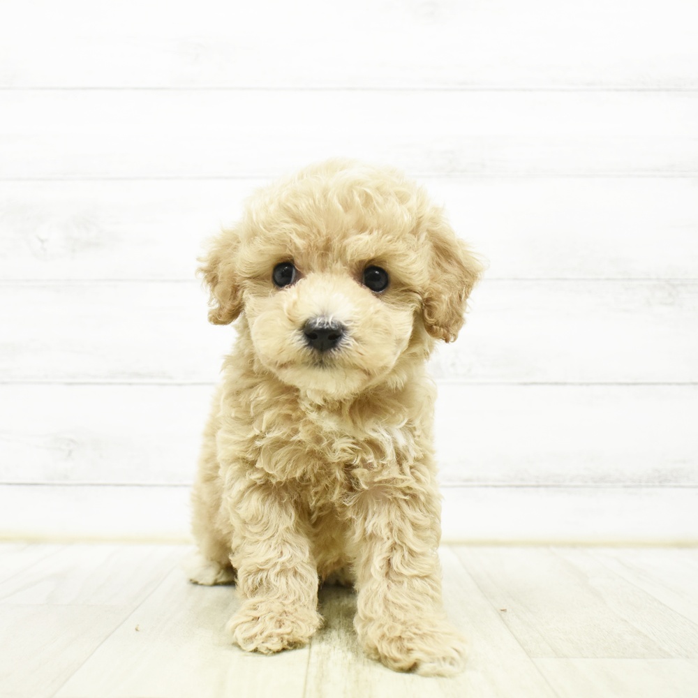 ハーフ犬男の子の写真