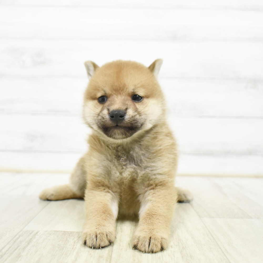 柴犬男の子の写真