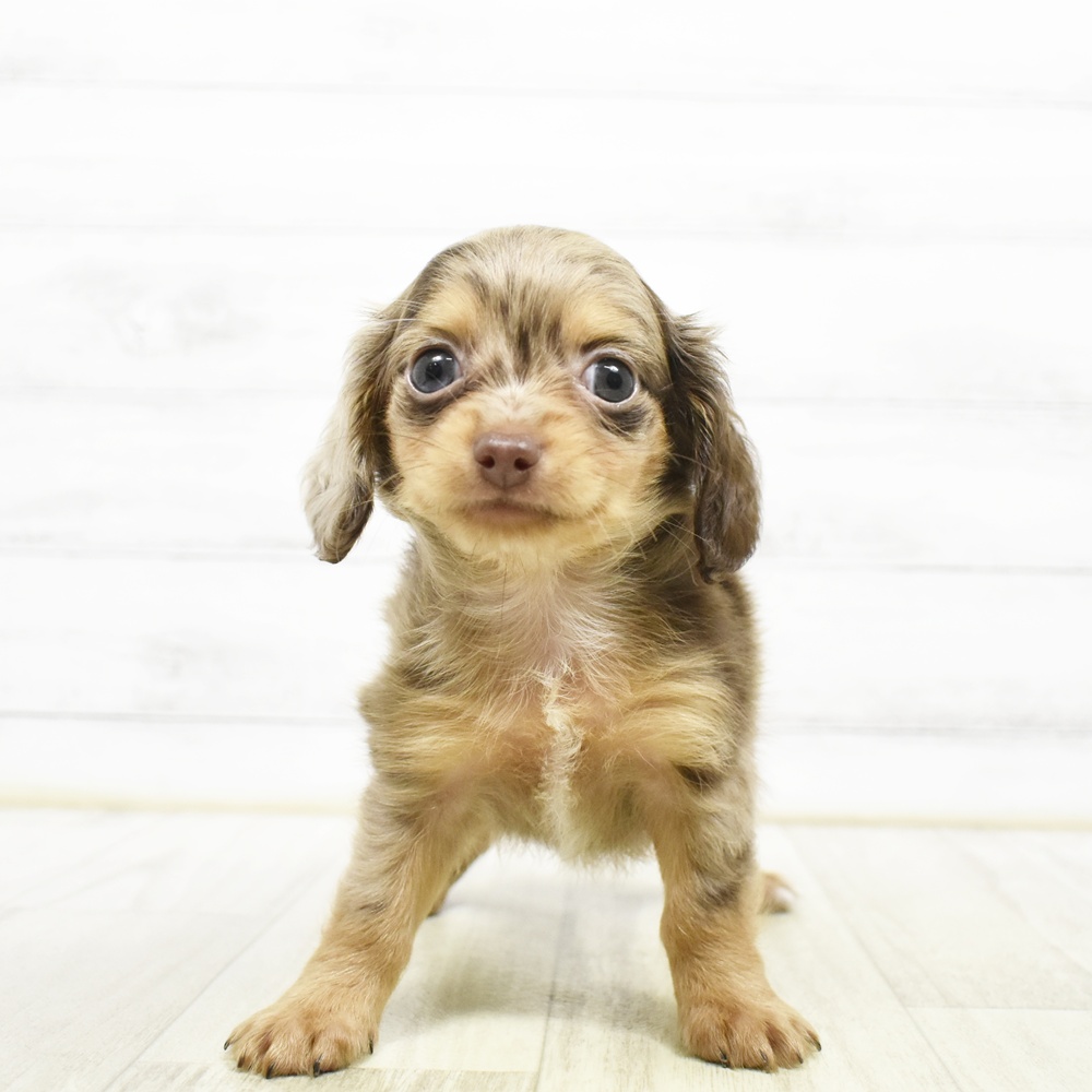 ハーフ犬女の子の写真