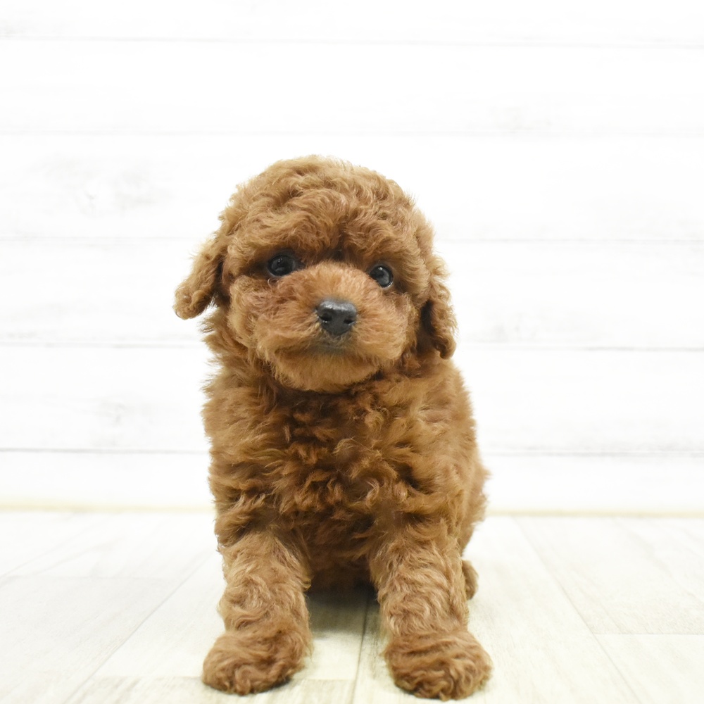 石川県のトイプードル(トイ) (犬の家＆猫の里金沢店/2026年6月16日生まれ/女の子/レッド)の子犬
