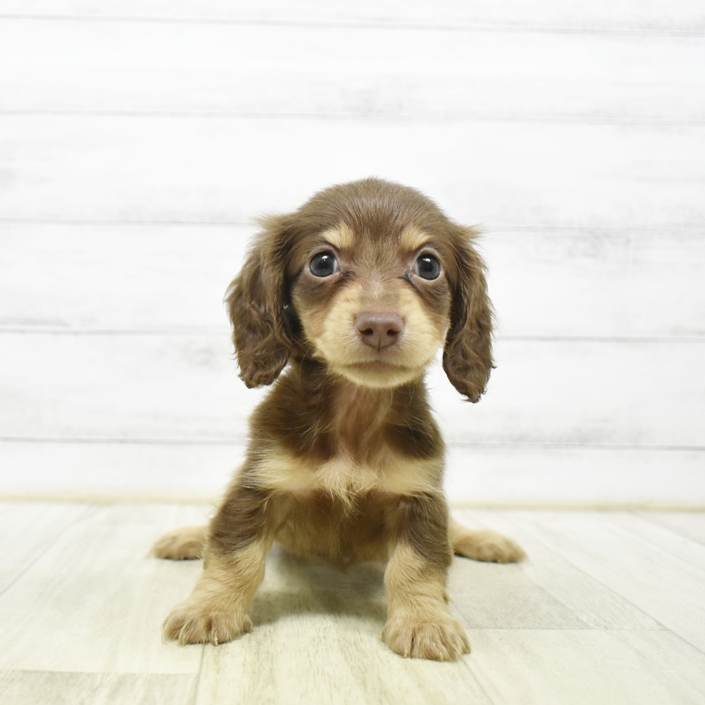 長野県のミニチュアダックスフンド(ロング) (犬の家＆猫の里カインズ梓川店/2026年6月16日生まれ/女の子/チョコレートタン)の子犬