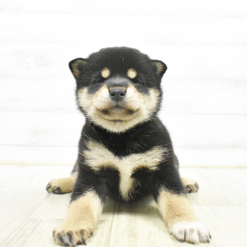 柴犬女の子の写真