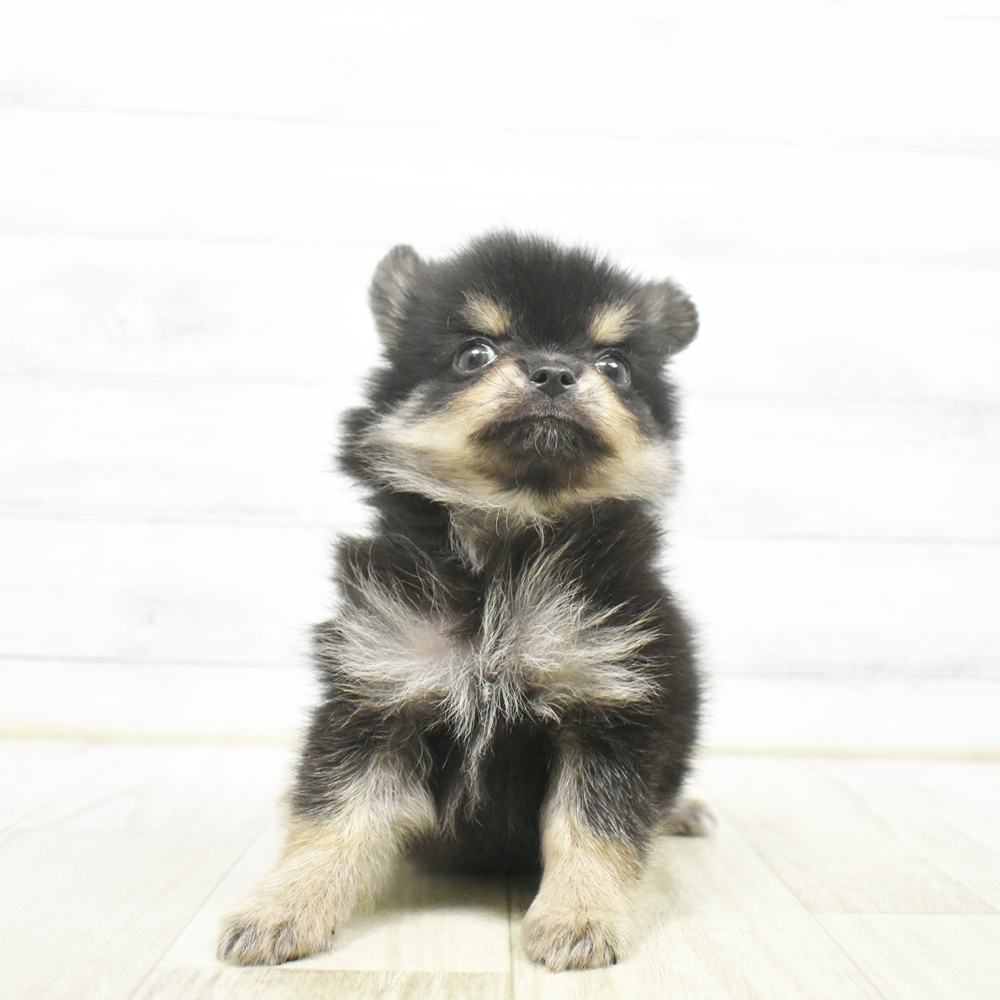ハーフ犬男の子の写真