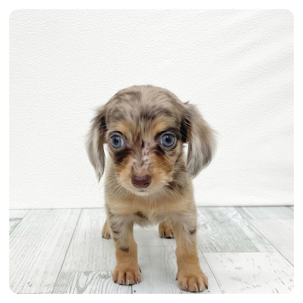 福岡県のチワックス(チワワ×ダックス) (犬の家＆猫の里くりえいと宗像店/2026年6月15日生まれ/女の子/チョコレートマール)の子犬