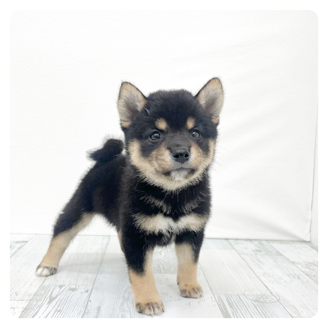 福岡県の豆柴 (犬の家＆猫の里トリアス久山店/2026年6月16日生まれ/男の子/黒)の子犬