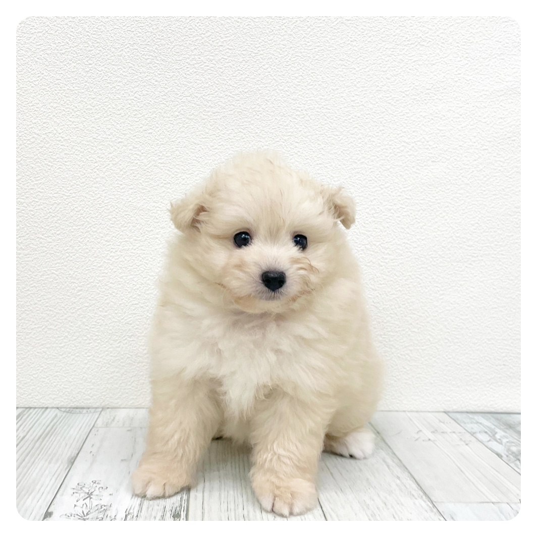 福岡県のポメプー(ポメラニアン×プードル) (犬の家＆猫の里トリアス久山店/2026年6月11日生まれ/女の子/クリーム)の子犬