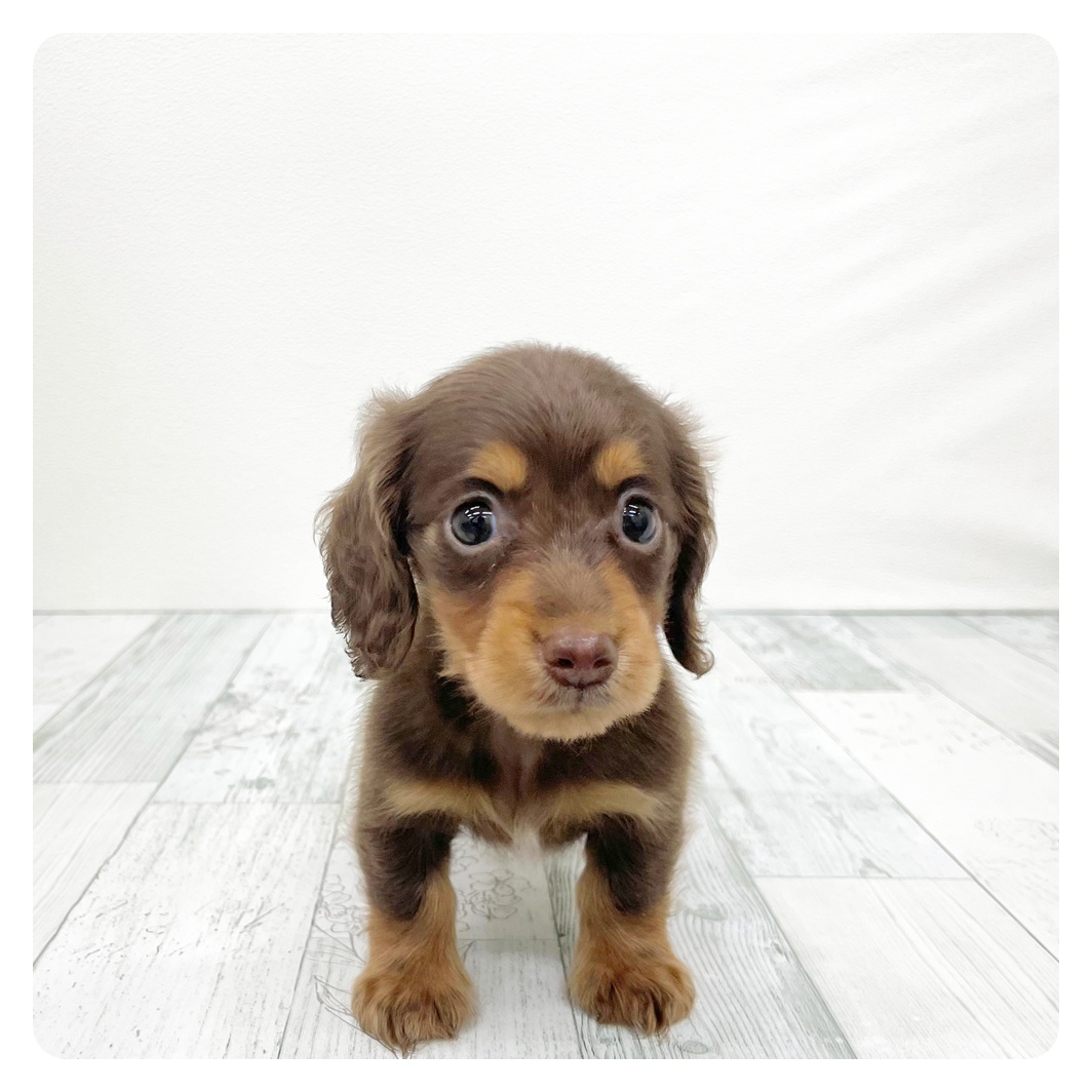福岡県のミニチュアダックスフンド(ロング) (犬の家＆猫の里くりえいと宗像店/2026年6月13日生まれ/女の子/チョコレートタン)の子犬