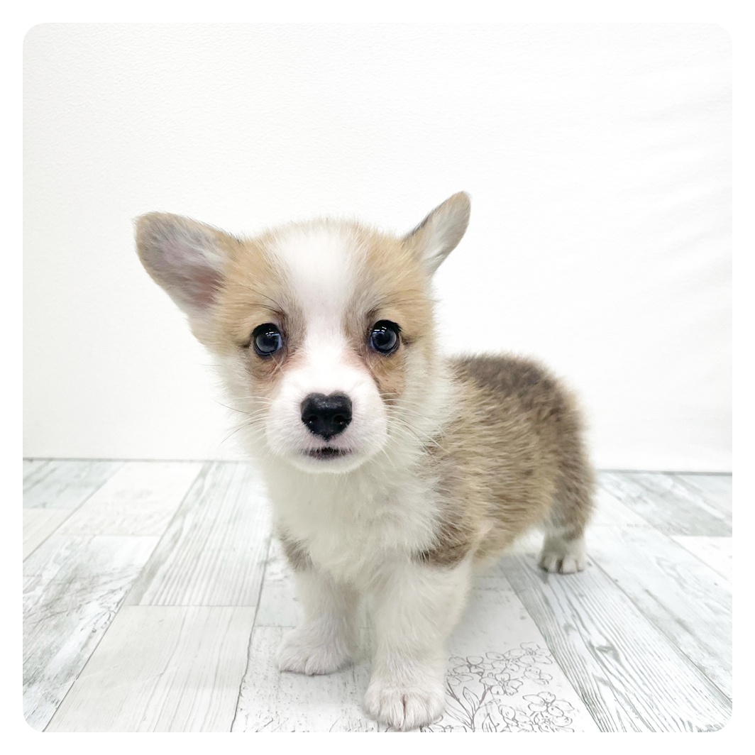 福岡県のウェルシュコーギーペンブローク (犬の家＆猫の里くりえいと宗像店/2026年6月14日生まれ/男の子/レッドホワイト)の子犬