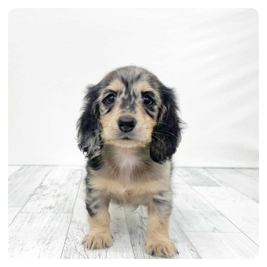 福岡県のミニチュアダックスフンド(ロング) (犬の家＆猫の里トリアス久山店/2026年6月16日生まれ/女の子/シルバーダップル)の子犬