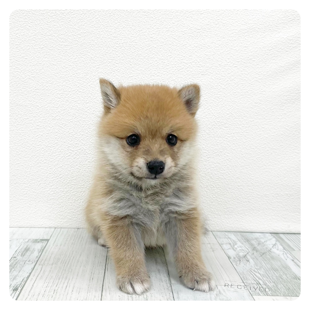福岡県のポメ柴/豆ポメ/ポメ豆柴(ポメラニアン×柴犬) (犬の家＆猫の里トリアス久山店/2026年6月15日生まれ/男の子/オレンジ)の子犬