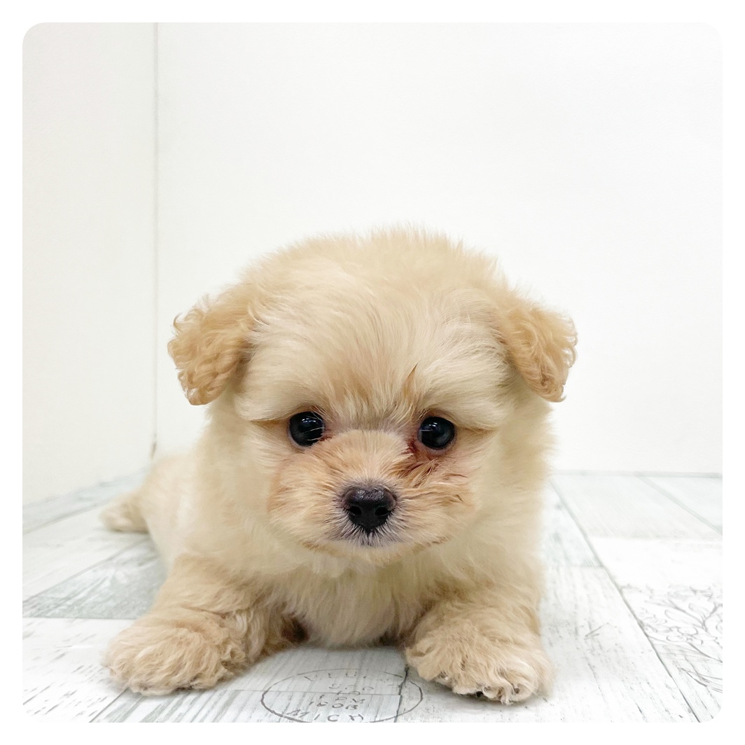 福岡県のポメプー(ポメラニアン×プードル) (犬の家＆猫の里トリアス久山店/2026年6月10日生まれ/男の子/クリーム)の子犬
