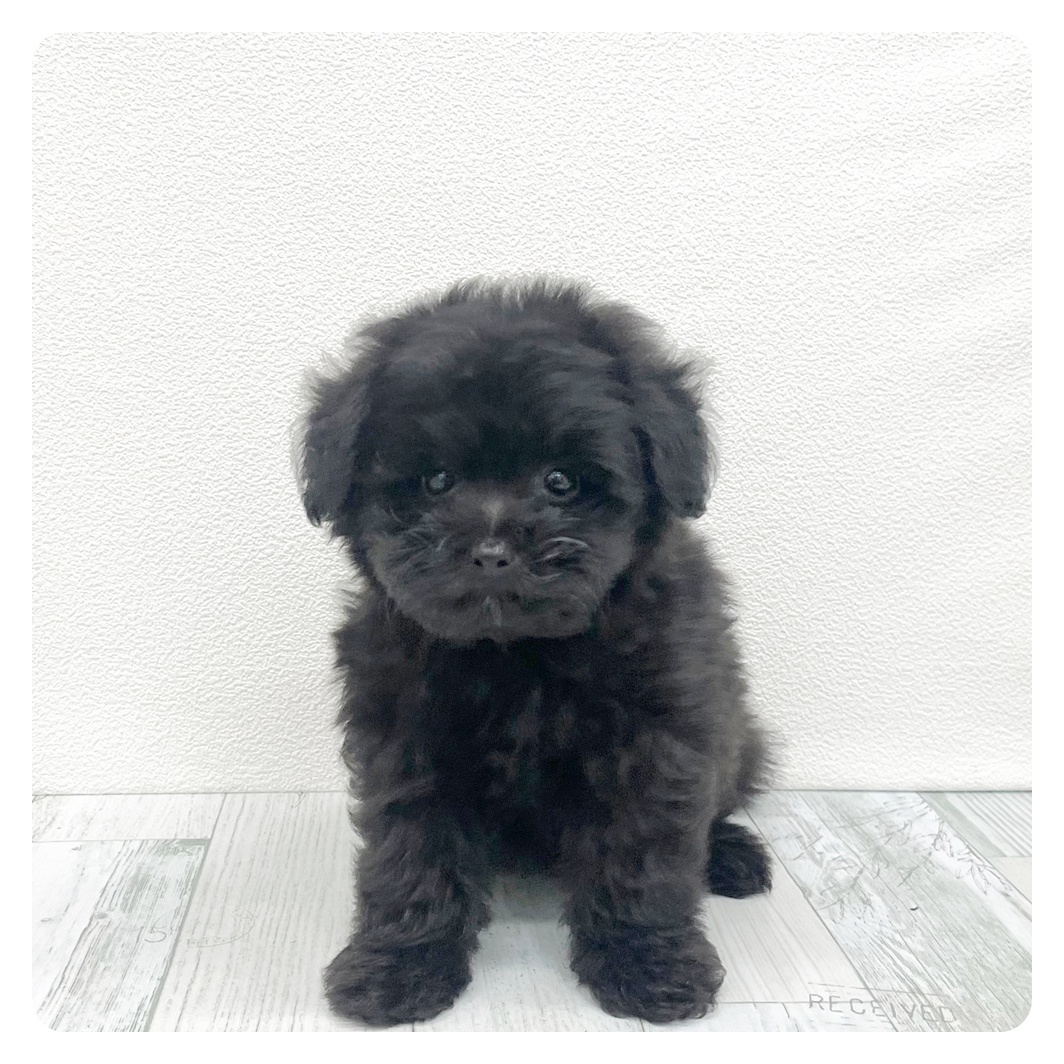 福岡県のポメプー(ポメラニアン×プードル) (犬の家＆猫の里トリアス久山店/2026年6月14日生まれ/男の子/ブラック)の子犬