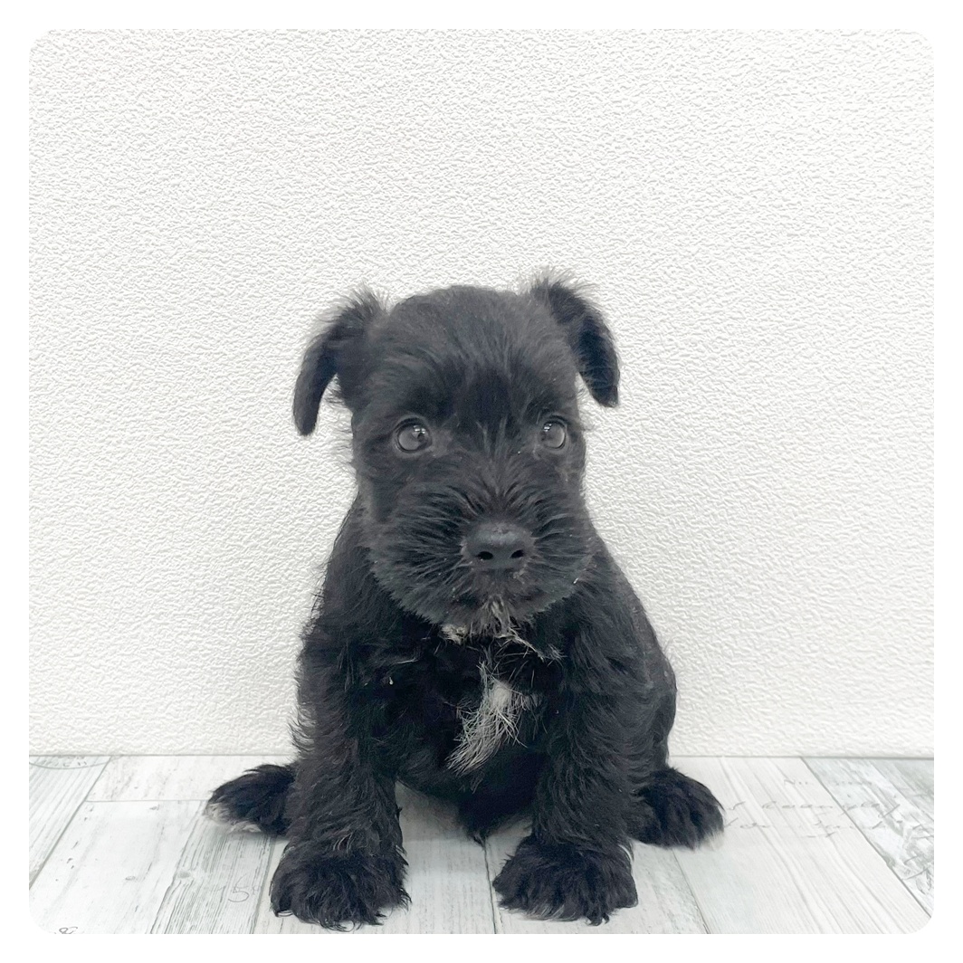 福岡県のミニチュアシュナウザー (犬の家＆猫の里トリアス久山店/2026年6月12日生まれ/男の子/ブラック)の子犬