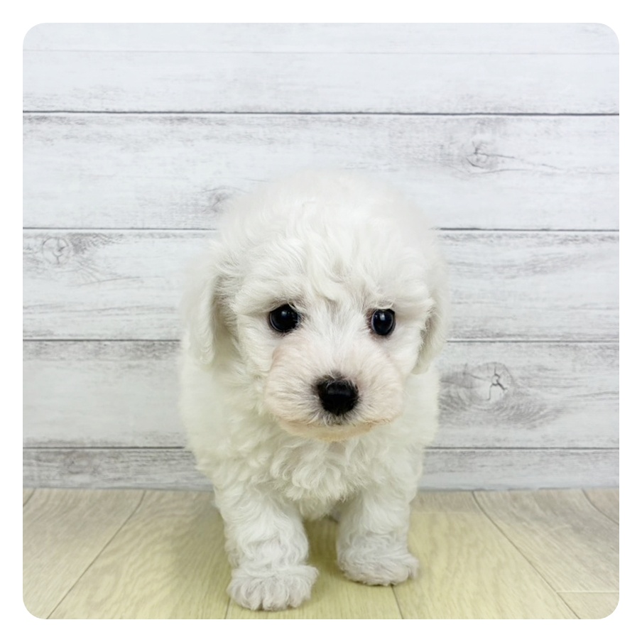 兵庫県のビションフリーゼ (犬の家＆猫の里神戸店/2026年6月16日生まれ/男の子/ホワイト)の子犬