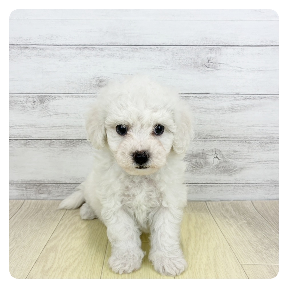 愛知県のビションフリーゼ (犬の家＆猫の里岡崎店/2026年6月16日生まれ/男の子/ホワイト)の子犬の1枚目の画像