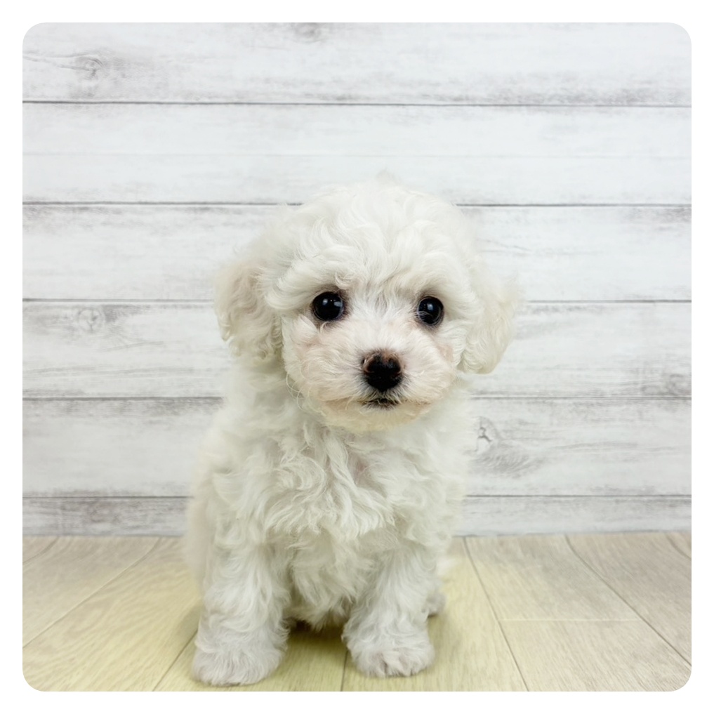 愛知県のビションフリーゼ (犬の家＆猫の里豊田店/2026年6月16日生まれ/女の子/ホワイト)の子犬