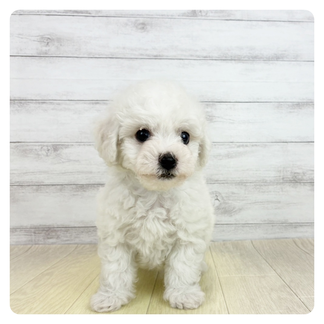 愛知県のビションフリーゼ (犬の家＆猫の里安城店/2026年6月16日生まれ/男の子/ホワイト)の子犬