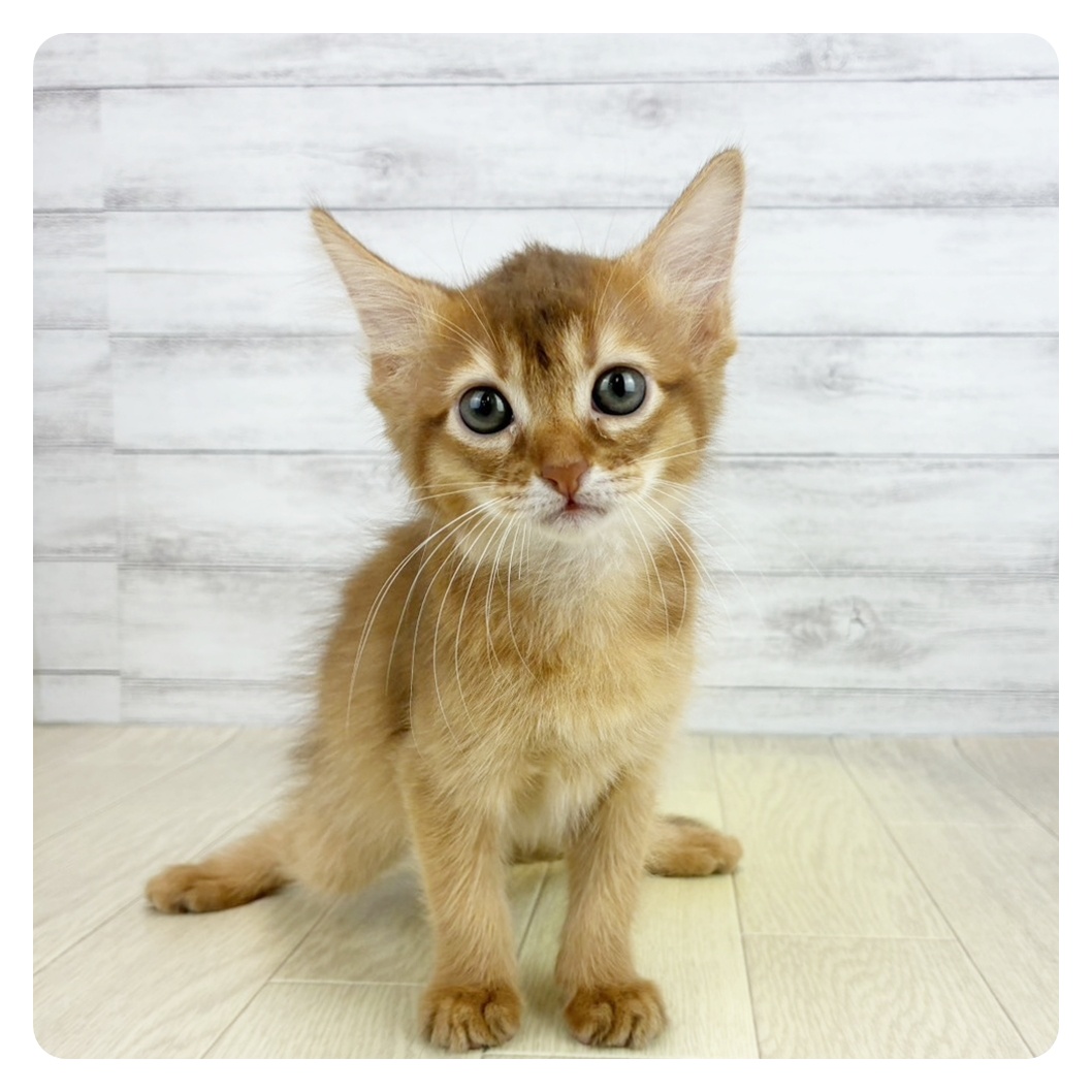 愛知県のソマリ (犬の家＆猫の里一宮店/2026年6月10日生まれ/女の子/レッド)の子猫