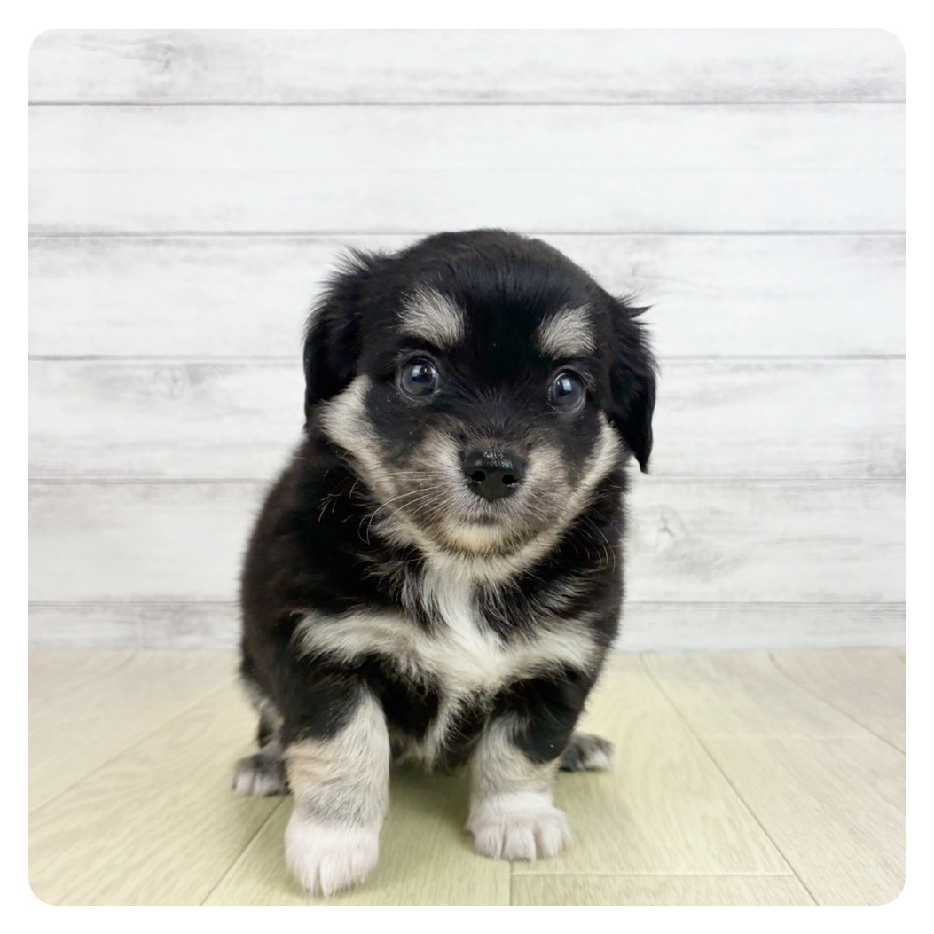 岡山県のチワックス(チワワ×ダックス) (犬の家＆猫の里倉敷中庄店/2026年6月16日生まれ/男の子/ブラッククリーム)の子犬