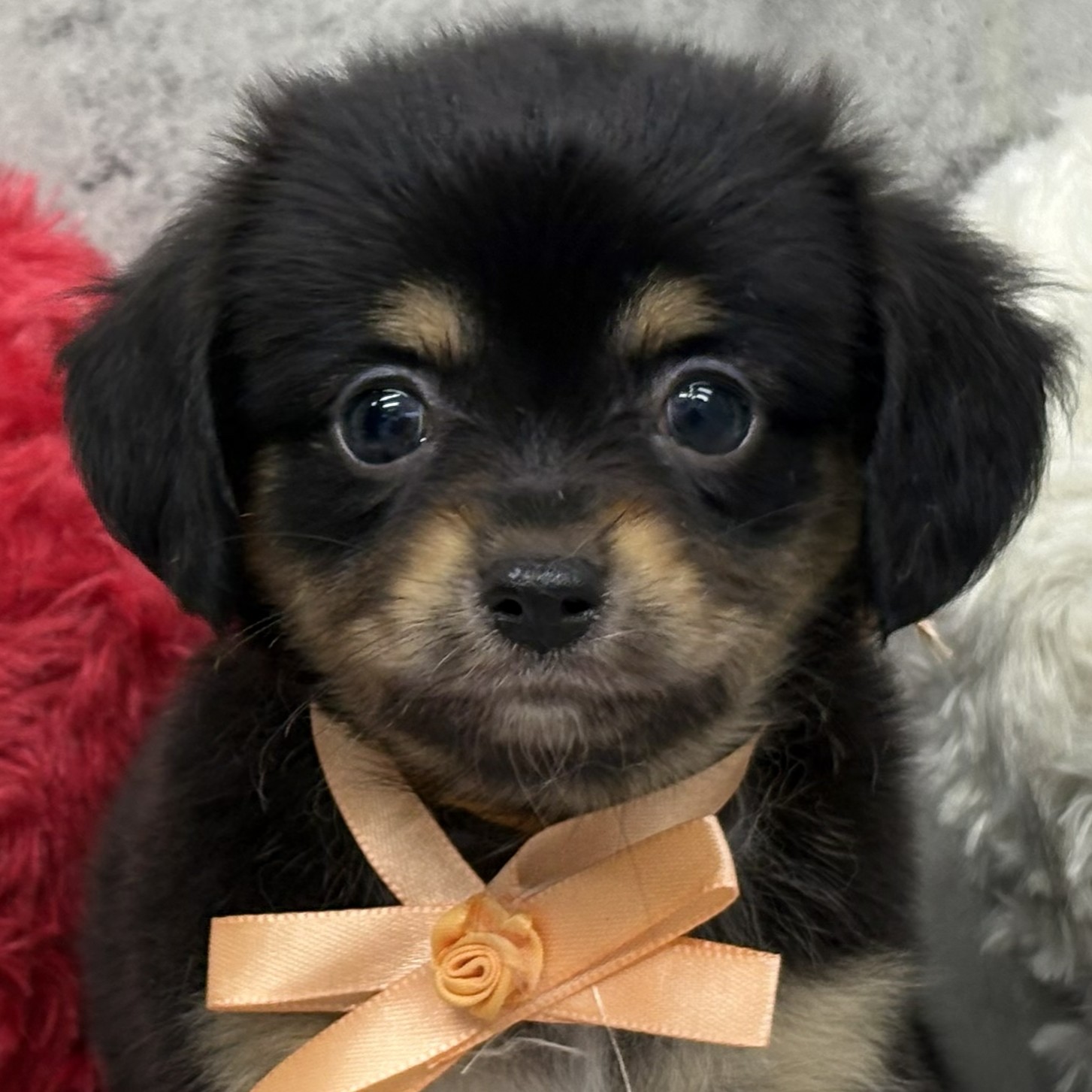 兵庫県のチワックス(チワワ×ダックス) (犬の家＆猫の里ニッケパークタウン加古川店/2026年6月17日生まれ/女の子/ブラックタン)の子犬の2枚目の画像