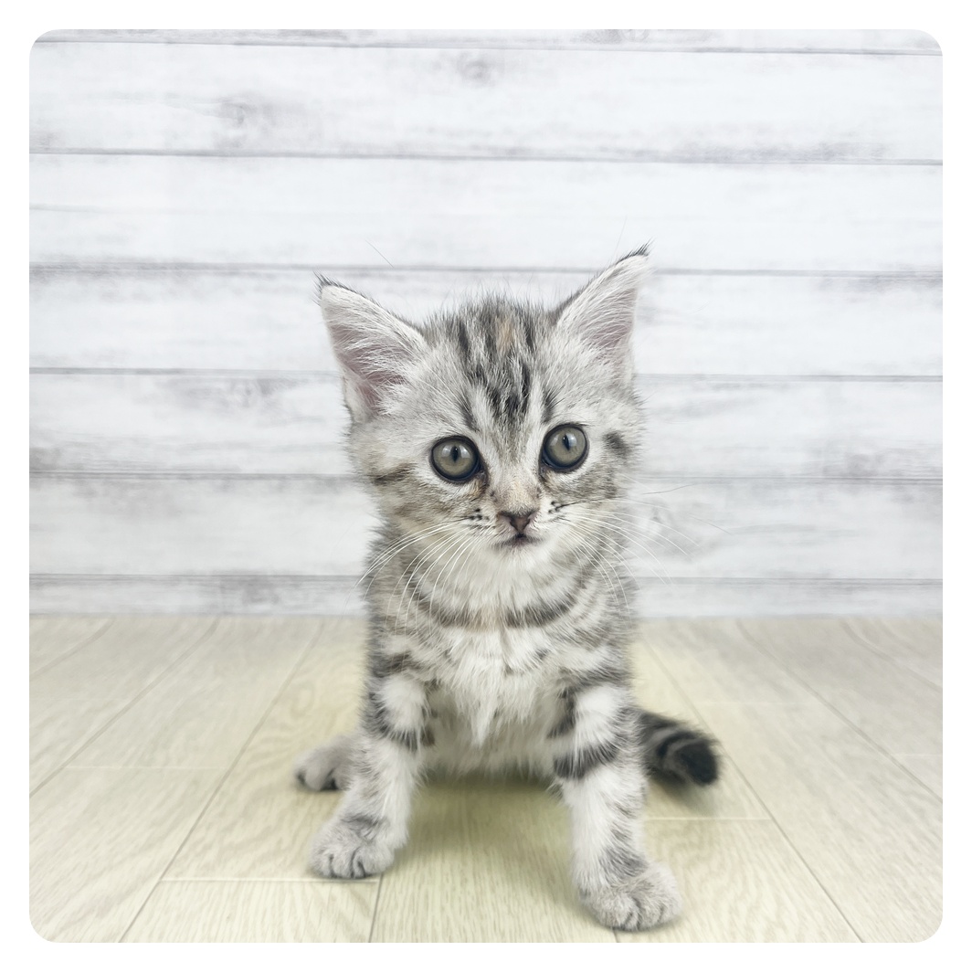 愛知県のスコティッシュフォールド (犬の家＆猫の里碧南店/2026年6月15日生まれ/女の子/シルバーパッチドタビー)の子猫