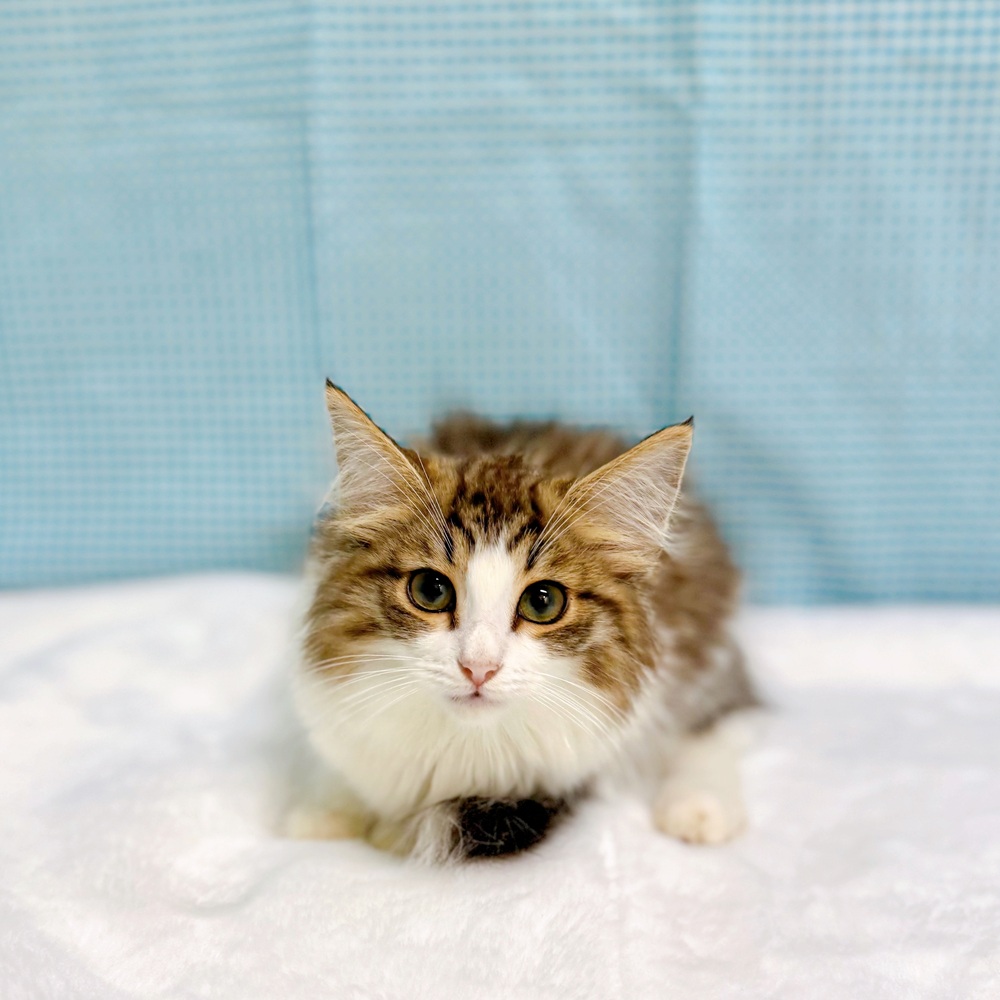 愛知県のノルウェージャンフォレストキャット (犬の家＆猫の里一宮店/2026年6月15日生まれ/女の子/ブラウンタビーホワイト)の子猫の1枚目の画像