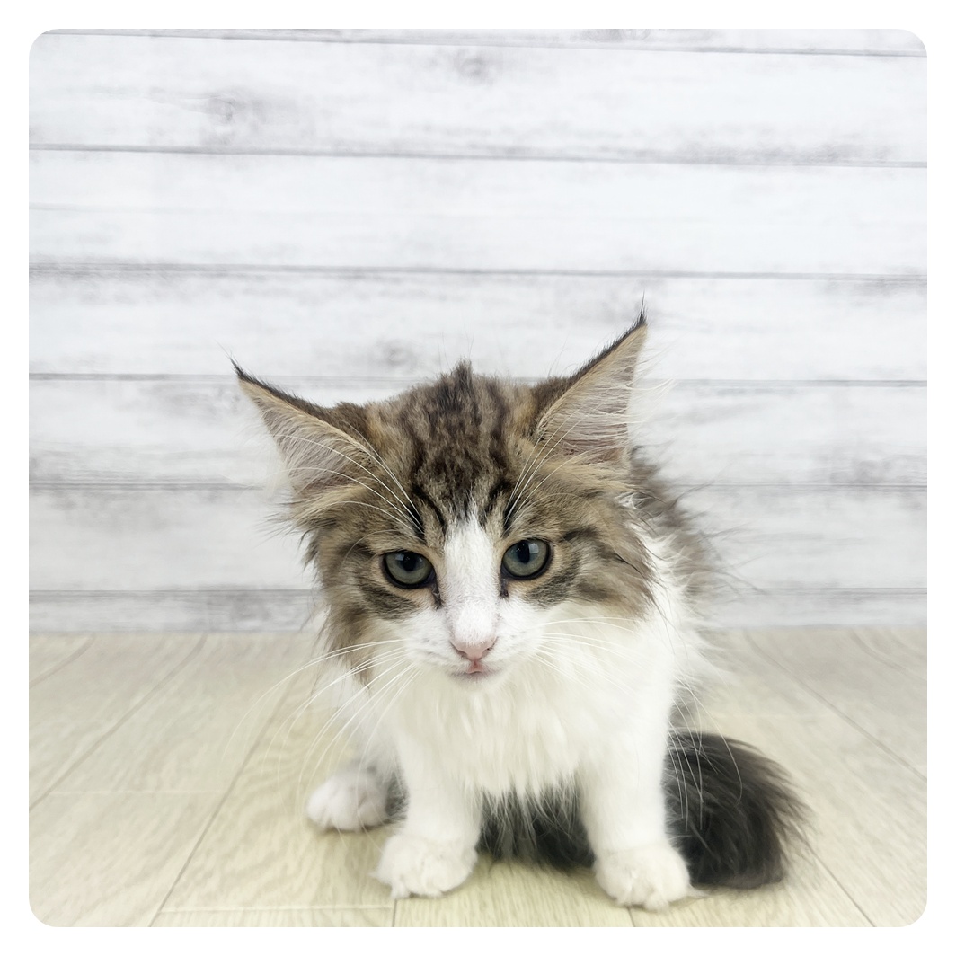 愛知県のノルウェージャンフォレストキャット (犬の家＆猫の里一宮店/2026年6月15日生まれ/女の子/ブラウンタビーホワイト)の子猫